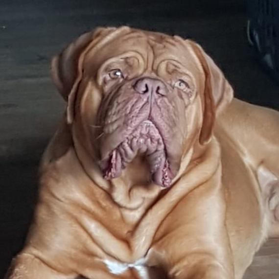 Able, a Dogue de Bordeaux from RedLegends