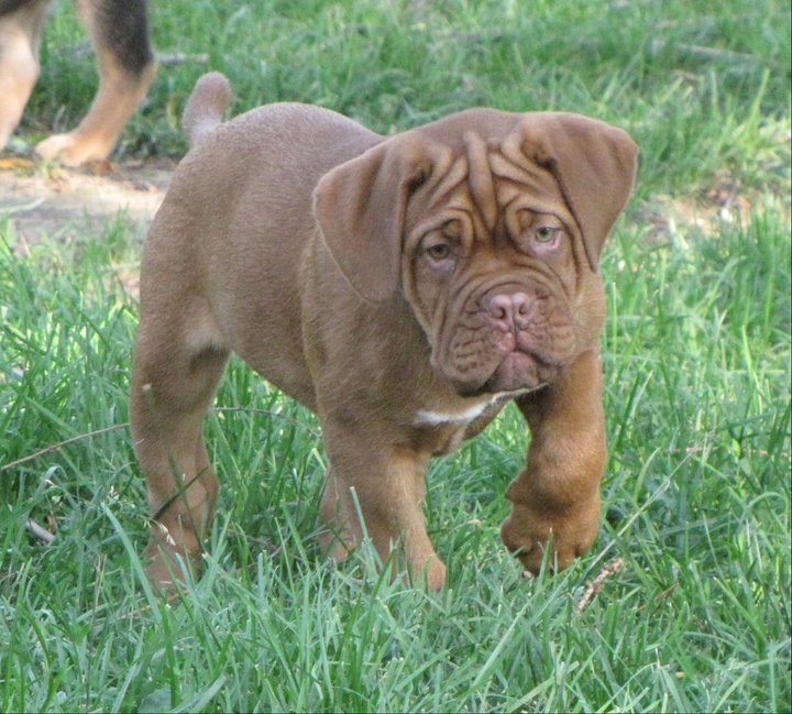 Addi as a Dogue de Bordeaux puppy standing in grass