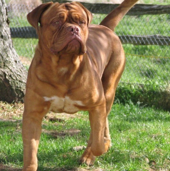 Cajun, a Dogue de Bordeaux standing on grass