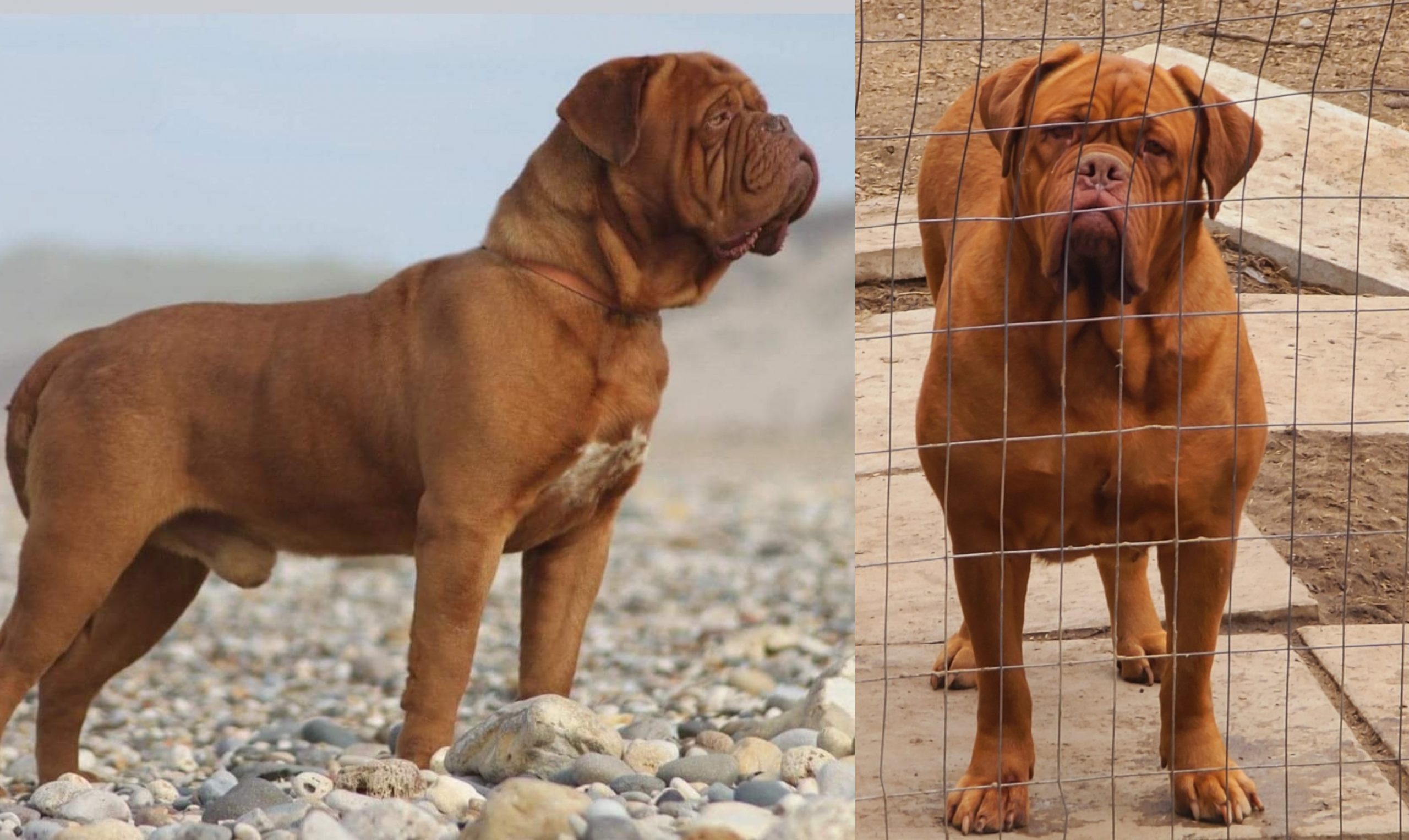 Two adult RedLegends Dogue de Bordeaux dogs