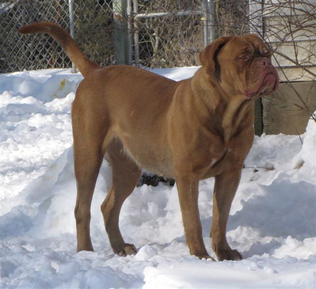 Harley, a Dogue de Bordeaux standing in snow