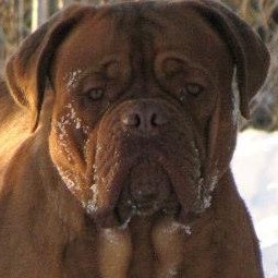 Krymson, a Dogue de Bordeaux from RedLegends
