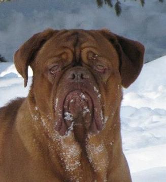 Murphy, a Dogue de Bordeaux from RedLegends