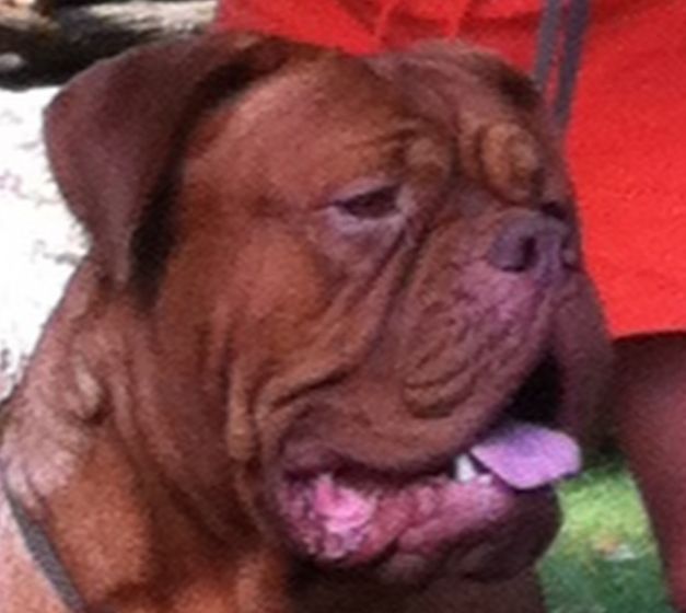 Pogo, a Dogue de Bordeaux from RedLegends