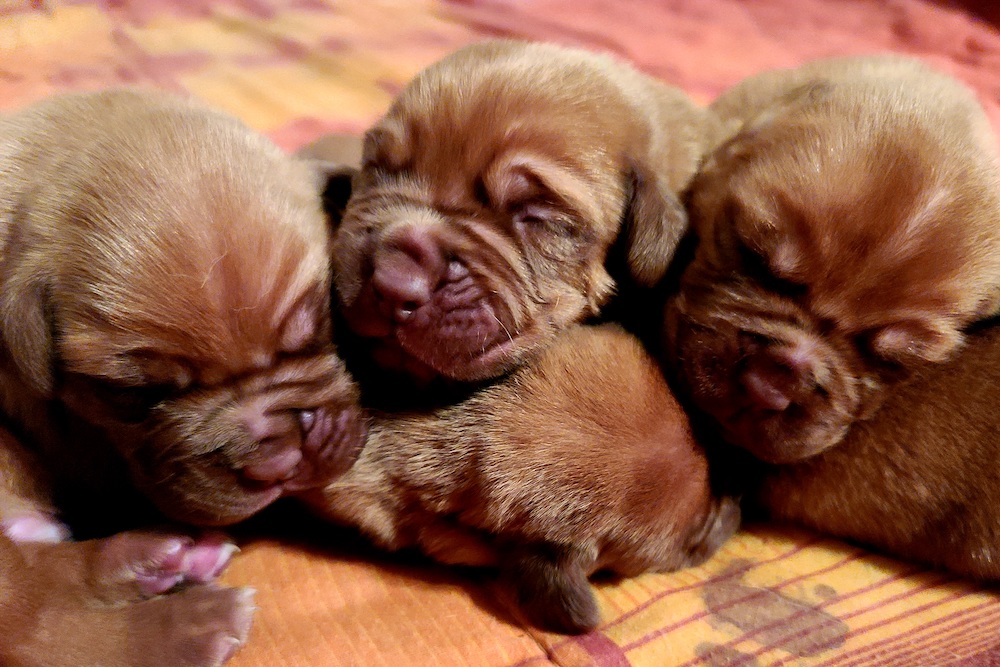 A close group of newborn Dogue de Bordeaux puppies