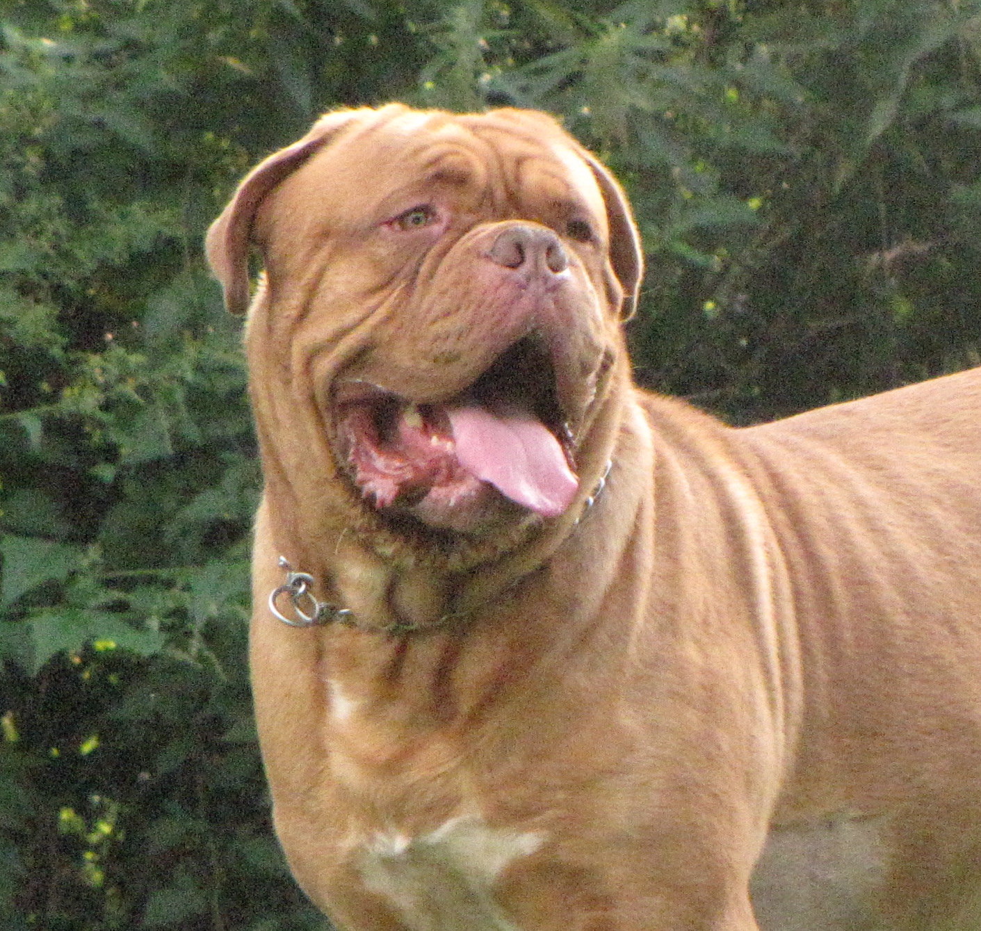Raymond, a Dogue de Bordeaux standing outdoors